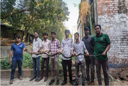 চবি ক্যাম্পাসে আবারও কিং কোবরা উদ্ধার : ১২ ফুট লম্বা বিষধর সাপ