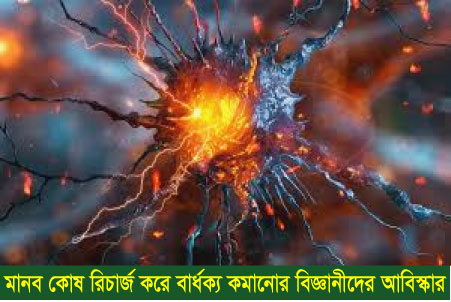 মানবদেহের কোষ পুনরুজ্জীবনের নতুন পদ্ধতিতে কমবে বার্ধক্যের প্রভাব